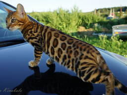 Шикарные бенгальские котята от питомника