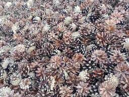 Шишка сосновая ОПТ