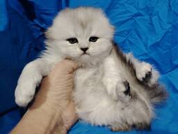 Шотландские котята.