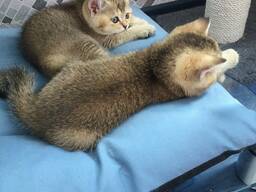 Шотландские котята золотая шиншилла