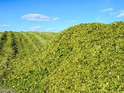 Силос кукурузный