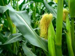 Силос кукурузный