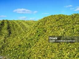 Силос кукурузный