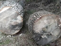 Слэбы из дуба диаметром 80см