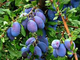 Слива саженцы