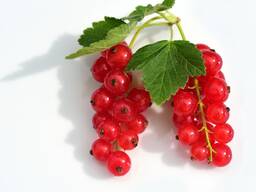 Смородина красная и черная