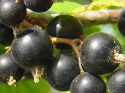 Смородина черная саженцы