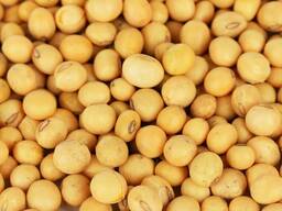 Соевые бобы