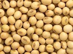 Соевые бобы