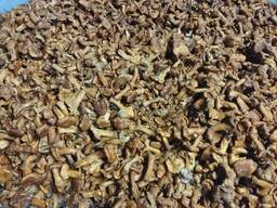 Соленая лисичка