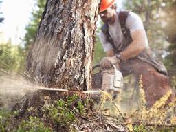 Спил деревьев