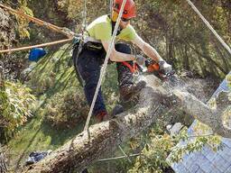 Спилить дерево