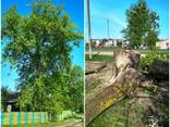 Поможем быстро и аккуратно спилить дерево без ущерба - фото 5