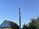 Спилить дерево Гродно / удалить дерево Гродно - фото 3