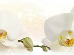 Стеновая панель (Скиналь) на МДФ R-4