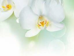 Стеновая панель (Скиналь) на МДФ R-47