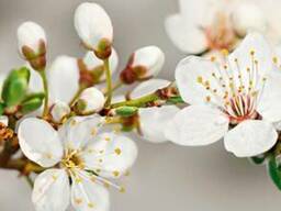 Стеновая панель (Скиналь) на МДФ R-51