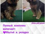 Стрижка животных - фото 1