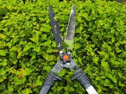 Стрижка живых изгородей и кустарников