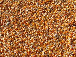 Сушка кукурузы