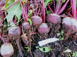 Свекла Морковь 2023 г.