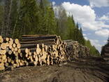 Продаем сухостой: сосна, елка - фото 1