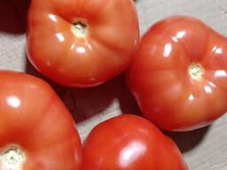 Томат