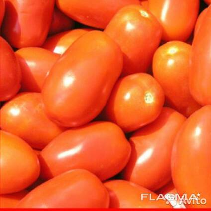 Томат груновой