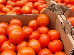 Томат круглый красный