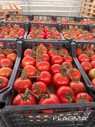 Томат Туркменистан