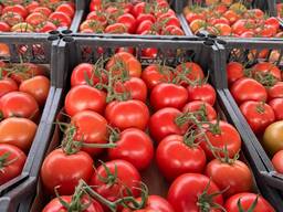 Томат Туркменистан