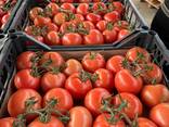 Томат Туркменистан - фото 7