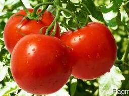 Томаты