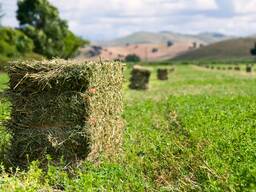 Травосмесь для заготовки кормов.