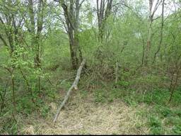 Требуется выкорчевать деревья на участке