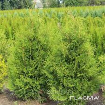 ТУИ Брабант для живой изгороди — Купить в Молодечно на Flagma.by #4011933
