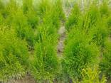 Туи смарагд выращены в Беларуси обработаны от болезней. - фото 2