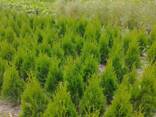 Туи смарагд выращены в Беларуси обработаны от болезней. - фото 3