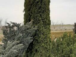 Туя Колумна 60 65 см 8 рублей.