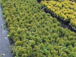 Туя шаровидная Даника 12 14 см