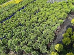 Туя шаровидная Даника 7 рублей, доставка