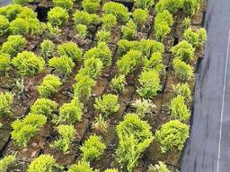 Туя шаровидная Мириам 10-12 см 6 рублей