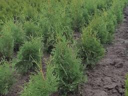 Туя шаровидная Мириам 12 14 см