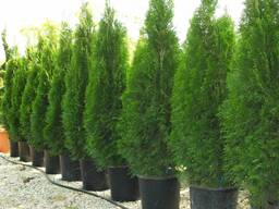 Туя смарагд