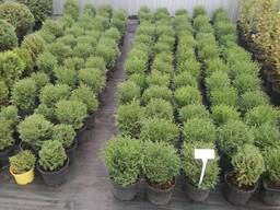 Шаровидная туя Даника 15-25см