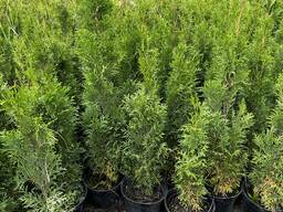 Туя западная смарагд60-70см