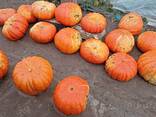 Тыква - фото 3