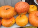 Тыква - фото 2