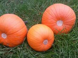 Тыква "Хеллоуин"