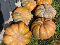 ТЫКВА мускатная Мускат де Прованс